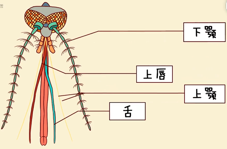 蚊子身体结构图片