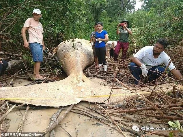 座头鲸|座头鲸出现在亚马逊雨林中，生物学家百思不得其解