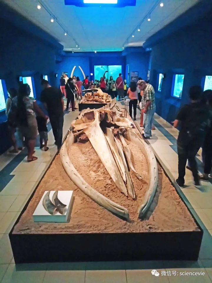 座头鲸|座头鲸出现在亚马逊雨林中，生物学家百思不得其解