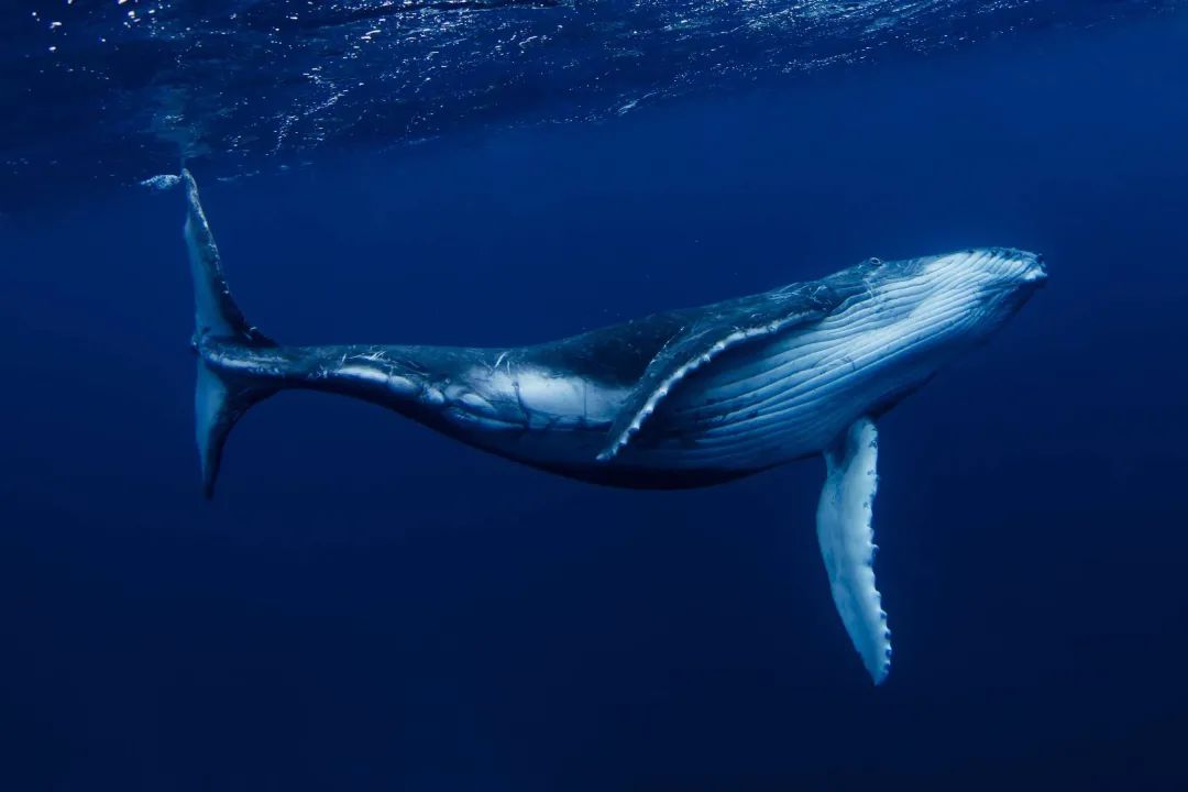 鲸鱼|鲸鱼的近亲竟然是河马？