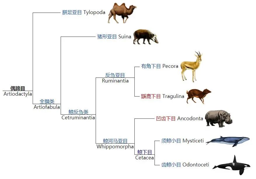 河马兽进化图图片