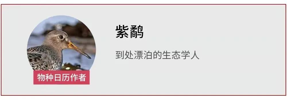 北极|北极花：别说我矮，我竖起来有100米高
