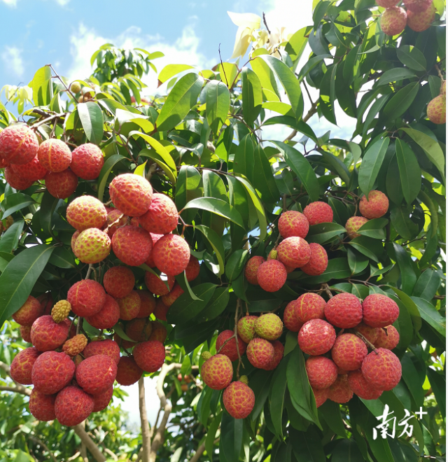 资料图片珠海的斗门荔枝产区,有一个被当地人珍藏着的小众单品——御