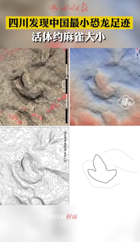 恐龙|体长仅10.2毫米 四川自贡首次发现＂麻雀＂大微恐龙足迹