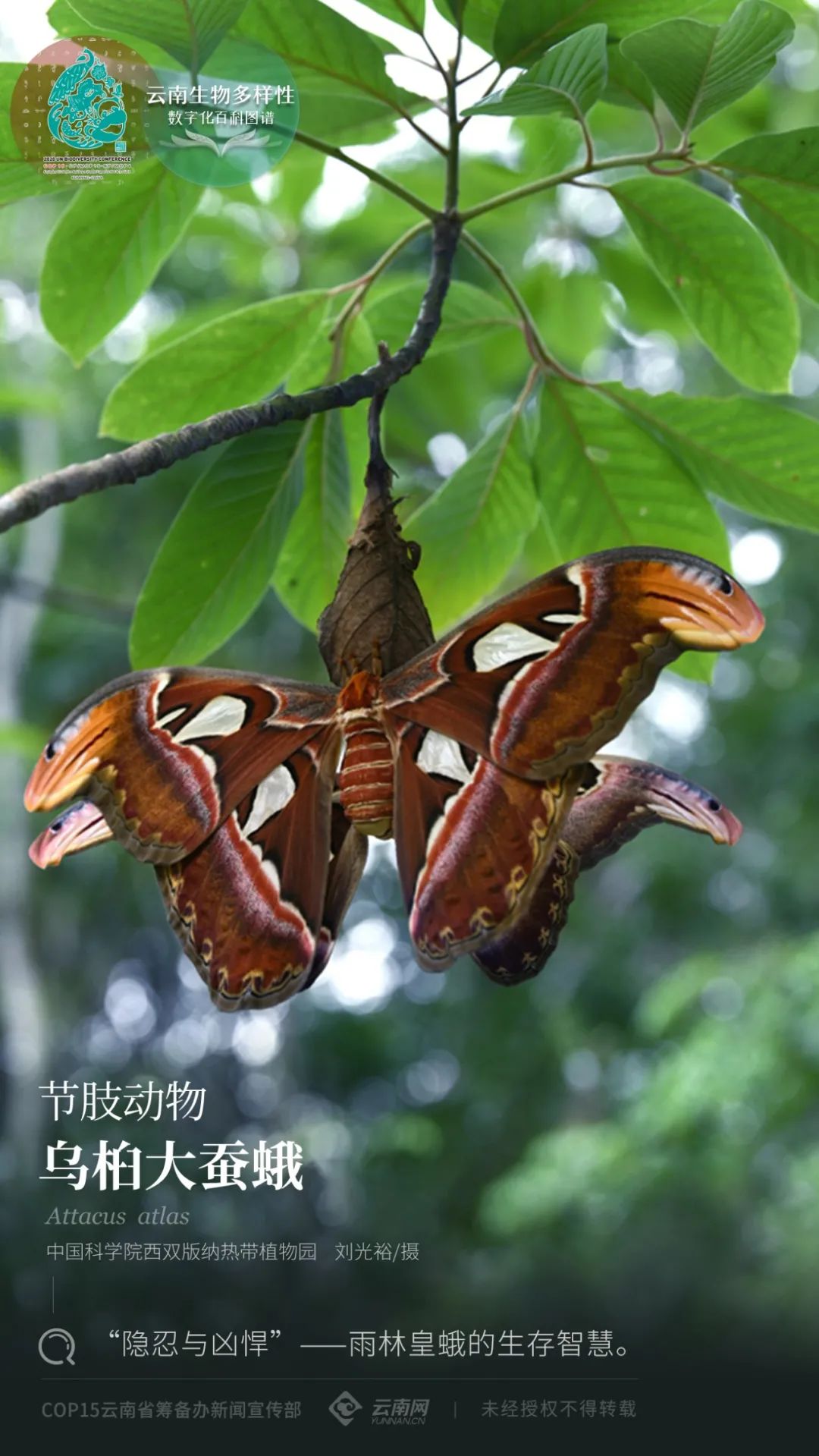 蚕蛾|【云南生物多样性数字化百科图谱】节肢动物·乌桕大蚕蛾：“隐忍与凶悍”——雨林皇蛾的生存智慧