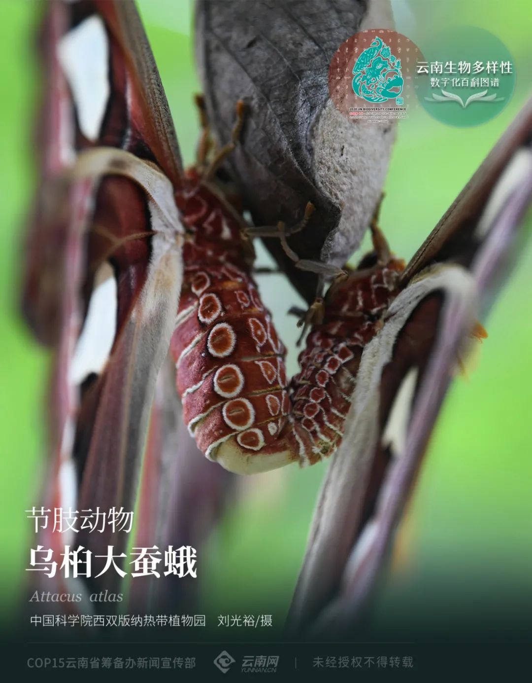 蚕蛾|【云南生物多样性数字化百科图谱】节肢动物·乌桕大蚕蛾：“隐忍与凶悍”——雨林皇蛾的生存智慧