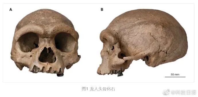 科学|我国科学家在哈尔滨发现14.6万年前新人种“龙人”