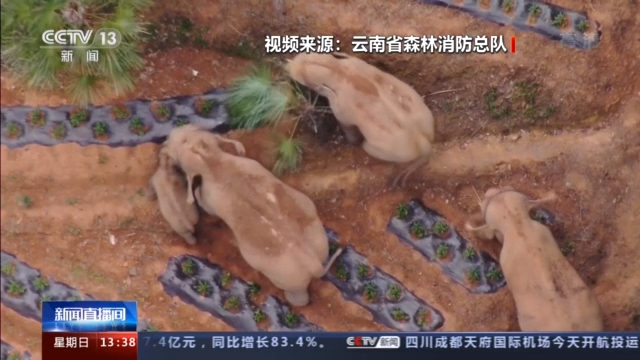 央视新闻|“象”往何处丨象群继续快速移动 独象与象群直线距离拉大