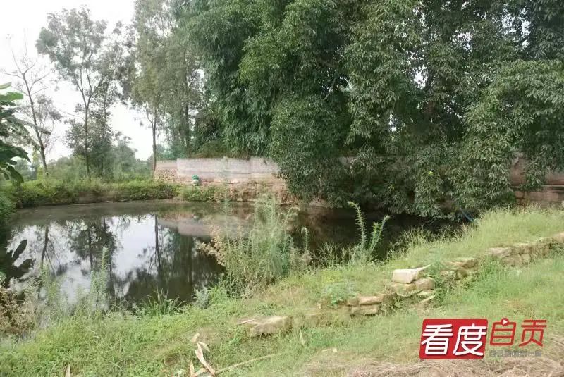 恐龙|自贡发现中国最小恐龙足印，一串串好可爱！