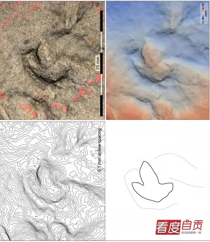恐龙|自贡发现中国最小恐龙足印，一串串好可爱！