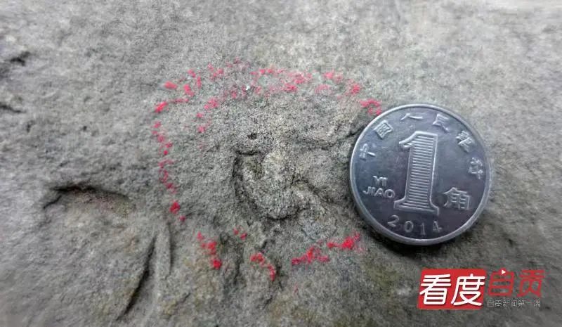 恐龙|自贡发现中国最小恐龙足印，一串串好可爱！
