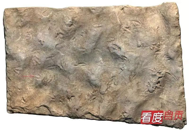 恐龙|自贡发现中国最小恐龙足印，一串串好可爱！