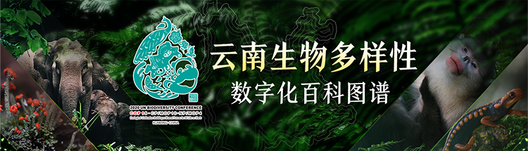 金雕|【云南生物多样性数字化百科图谱】脊椎动物·金雕：猛禽之王，猛得超乎想象！
