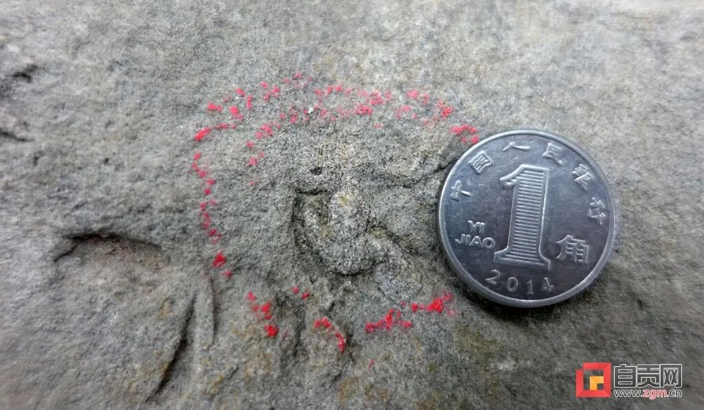恐龙|自贡发现中国最小恐龙足迹！