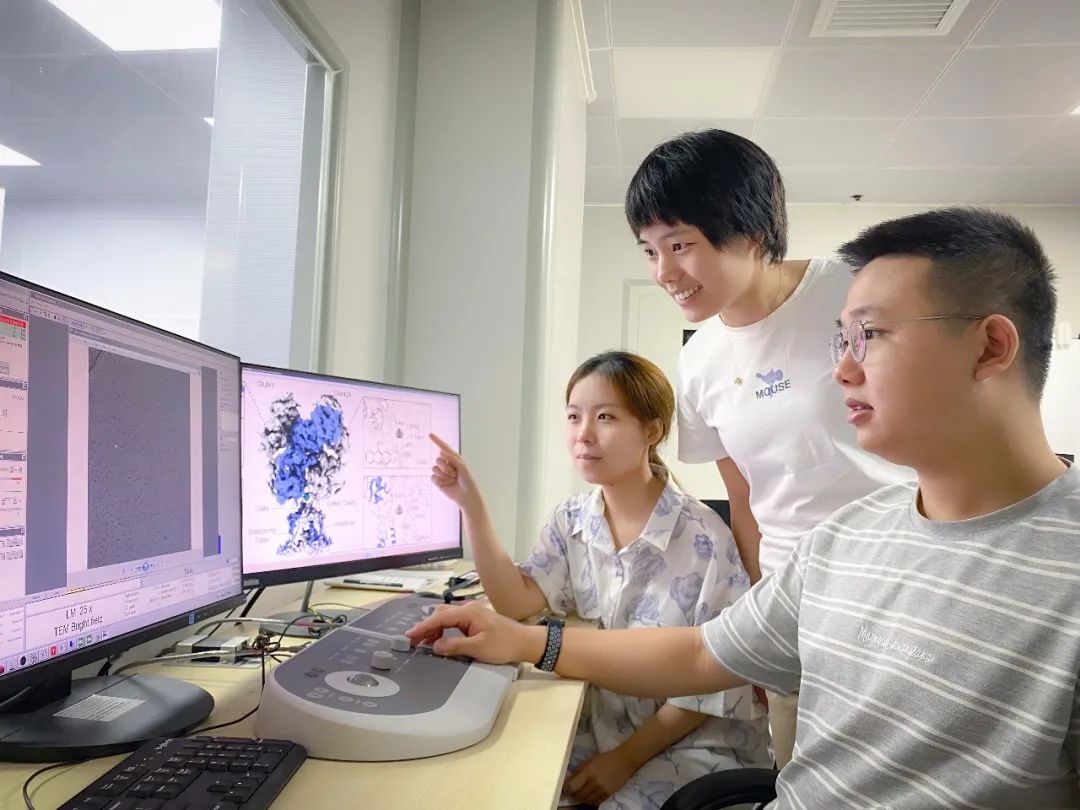 科学|科研进展 | 人源NMDA受体的门控机制和全新小分子结合位点