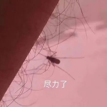 昆虫|公蚊子：我喝起血来连命都不要