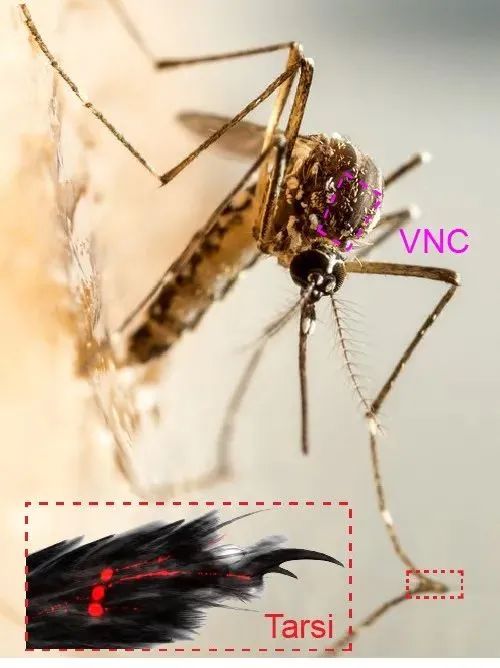 昆虫|公蚊子：我喝起血来连命都不要