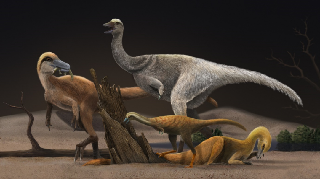 恐龙|这种恐龙越变越小，最后比鸡还小……