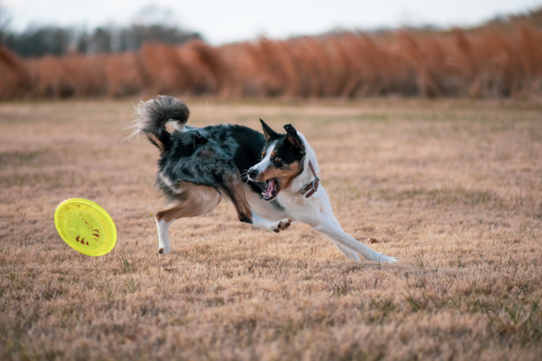 警犬|技术要够硬、性格要中庸——警犬：我太难了