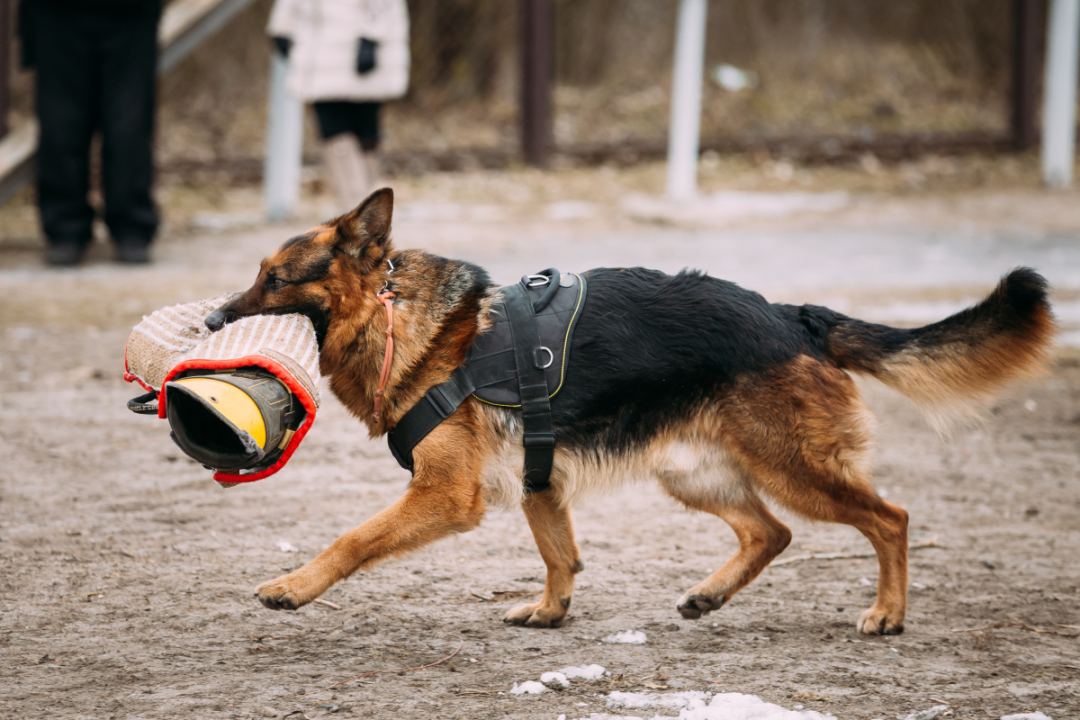 警犬|技术要够硬、性格要中庸——警犬：我太难了