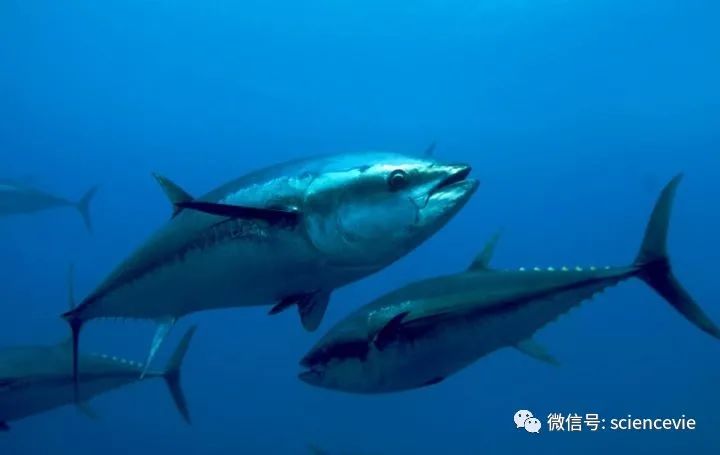 海水密度|假如海水不是咸的世界会变成怎样？