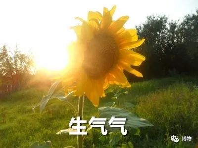 向日葵|你是个成熟的向日葵了，不能跟着太阳转头