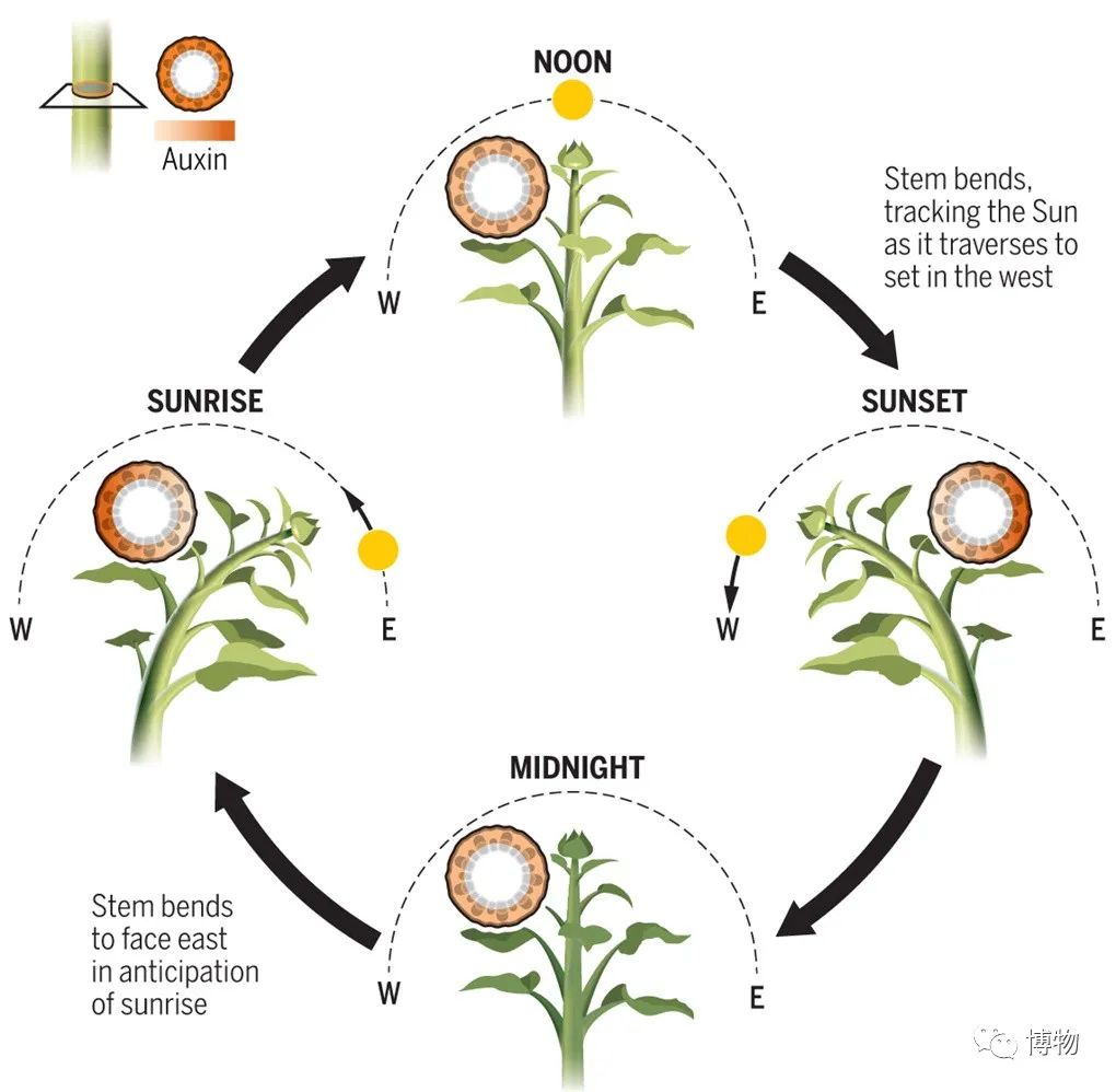 植物的向性运动图片