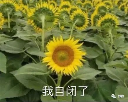 向日葵|你是个成熟的向日葵了，不能跟着太阳转头