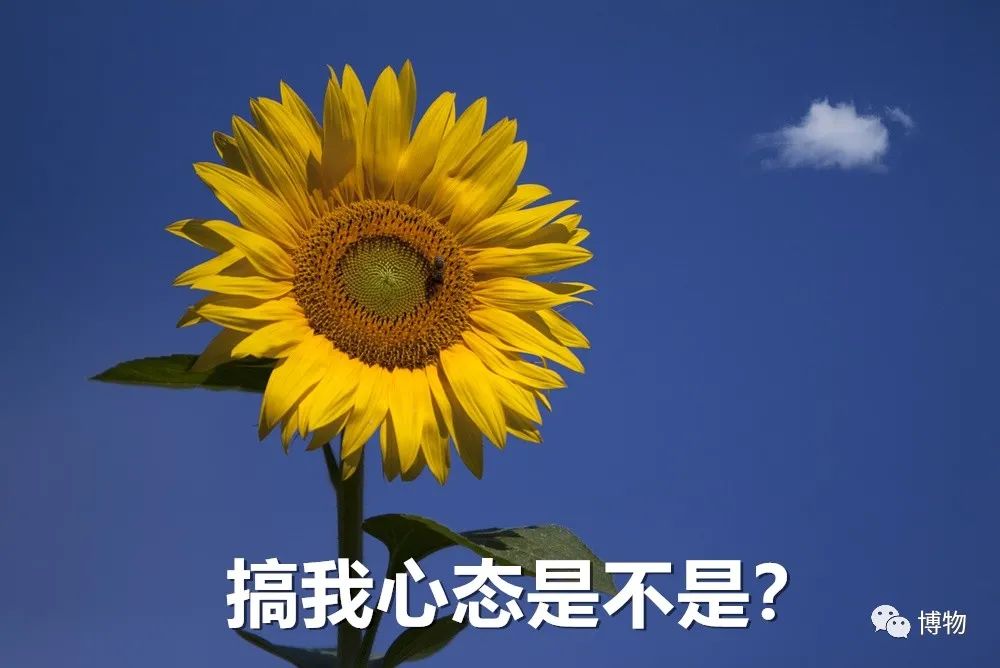 向日葵|你是个成熟的向日葵了，不能跟着太阳转头