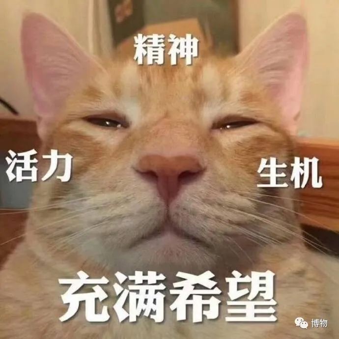 向日葵|你是个成熟的向日葵了，不能跟着太阳转头