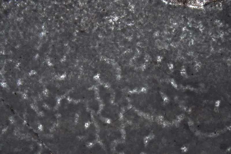 动物|地球上最早的动物，可能被她找到了
