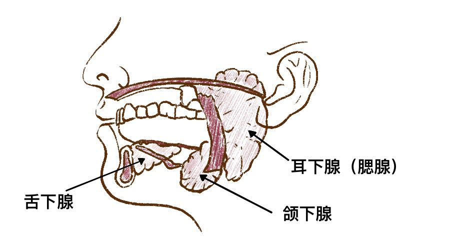 唾液腺排入部位图片