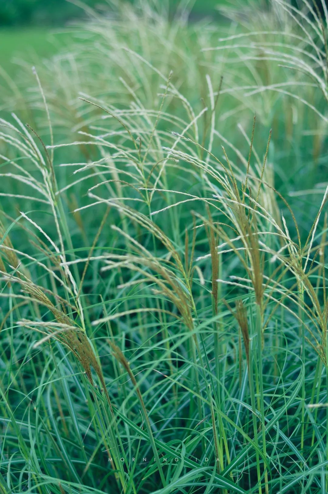 玲珑芒比天气先到一步的融融秋意植物照相馆no0176