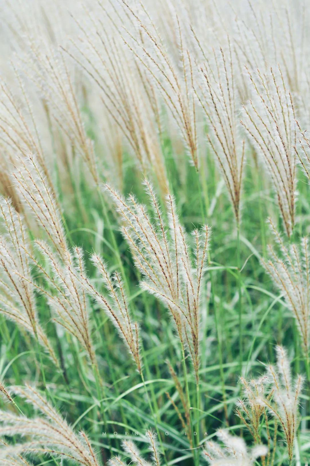 玲珑芒比天气先到一步的融融秋意植物照相馆no0176