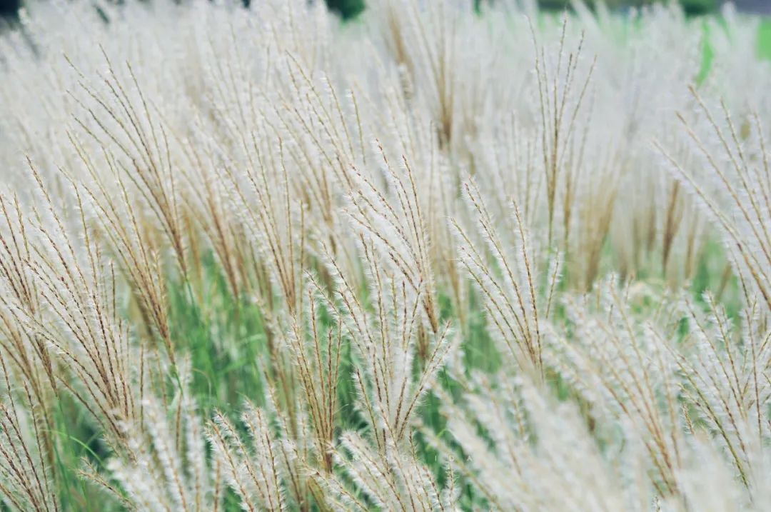 玲珑芒比天气先到一步的融融秋意植物照相馆no0176