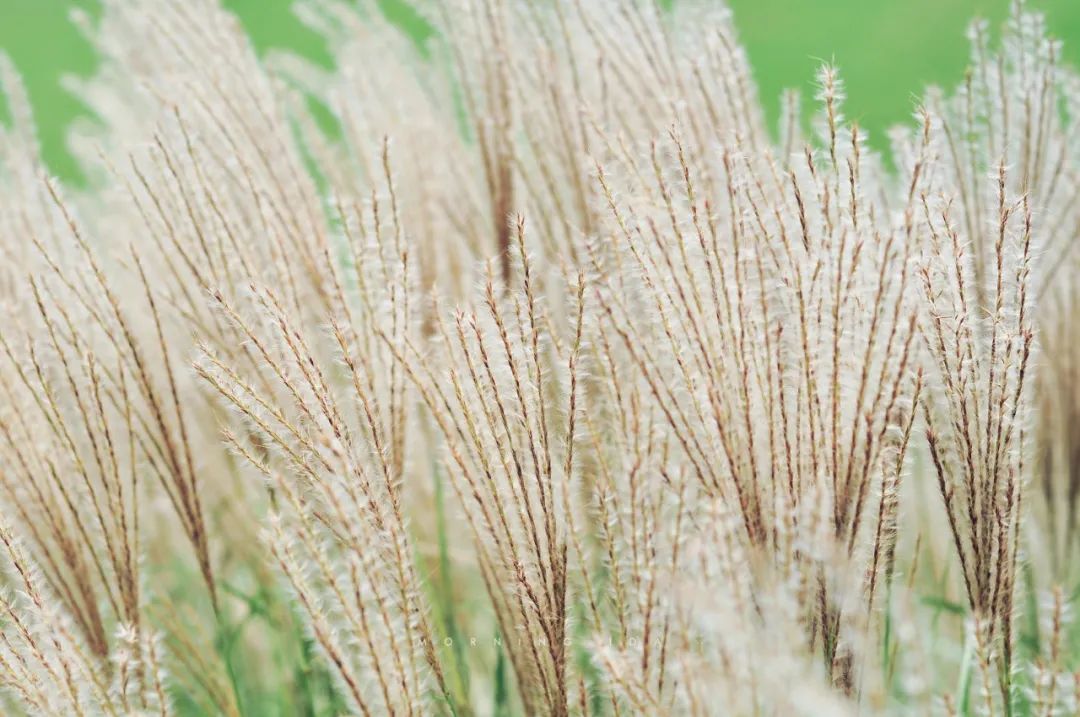 玲珑芒比天气先到一步的融融秋意植物照相馆no0176