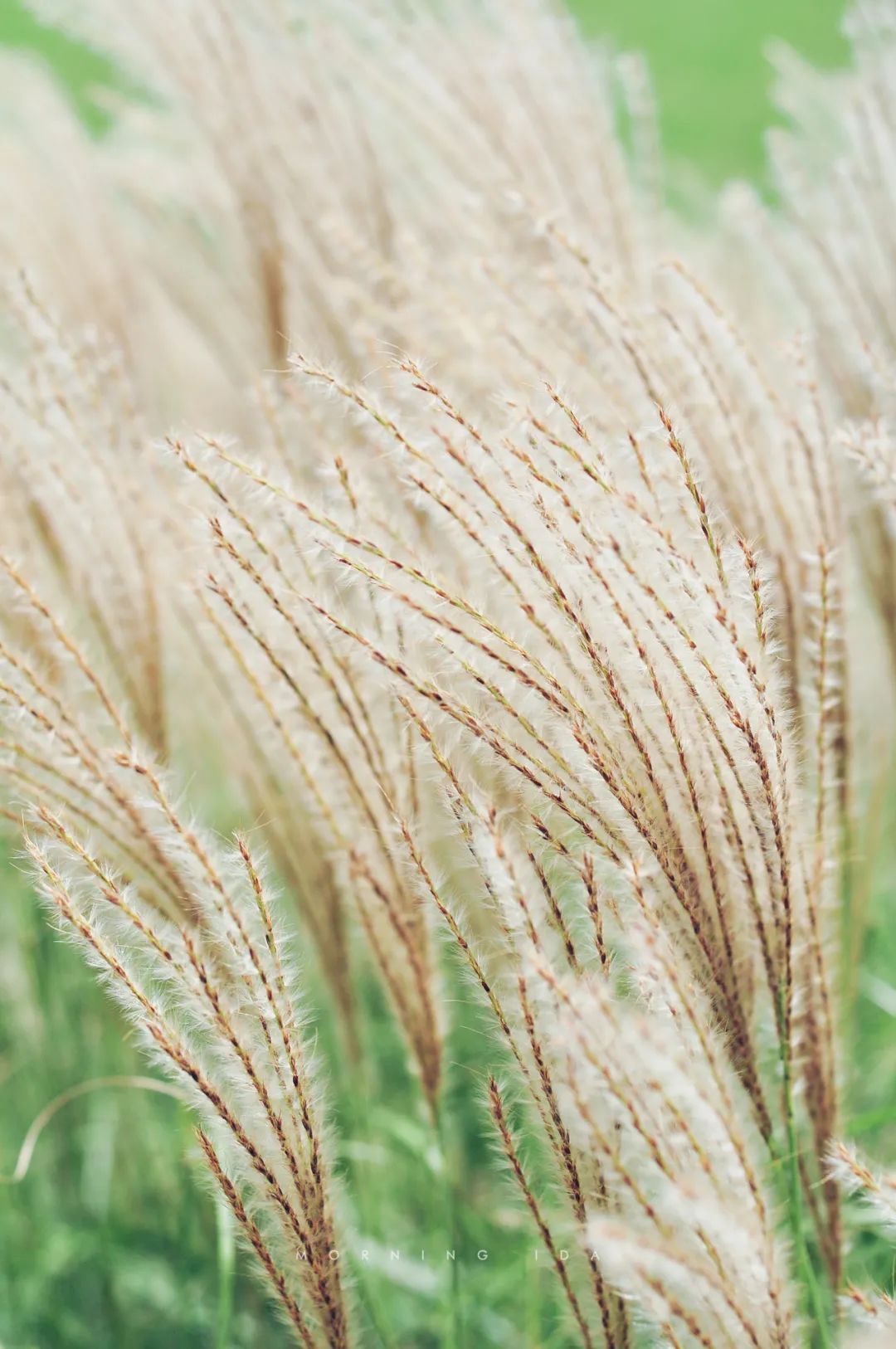 玲珑芒比天气先到一步的融融秋意植物照相馆no0176