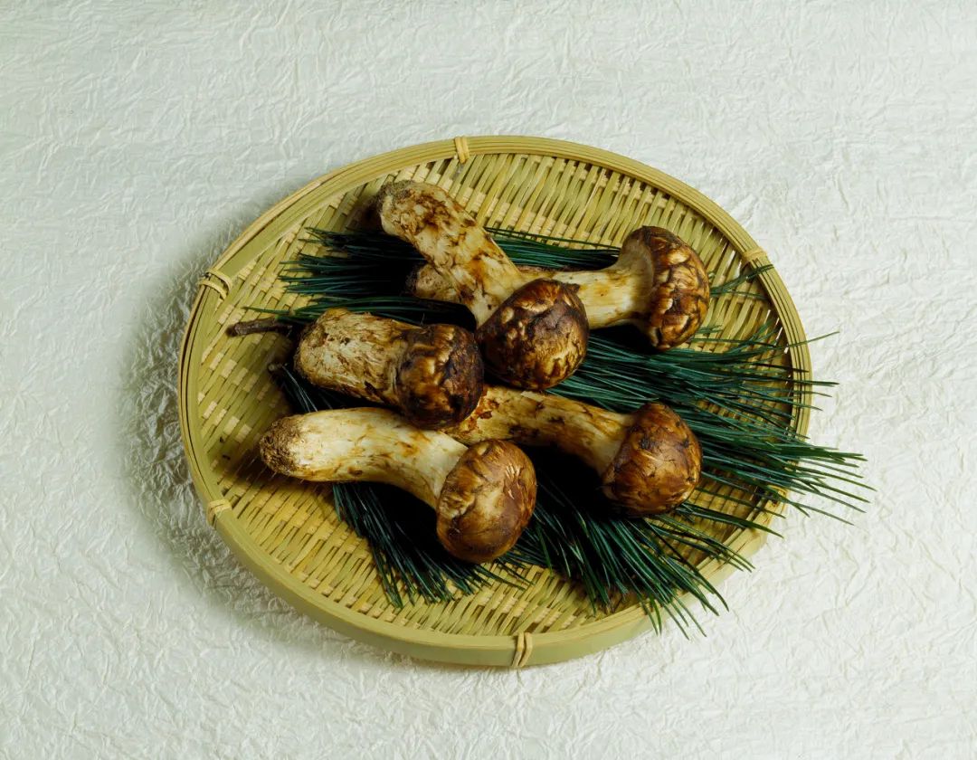 图虫创意中国的松茸我国的松茸主要生长在西南横断山区和东北长白山