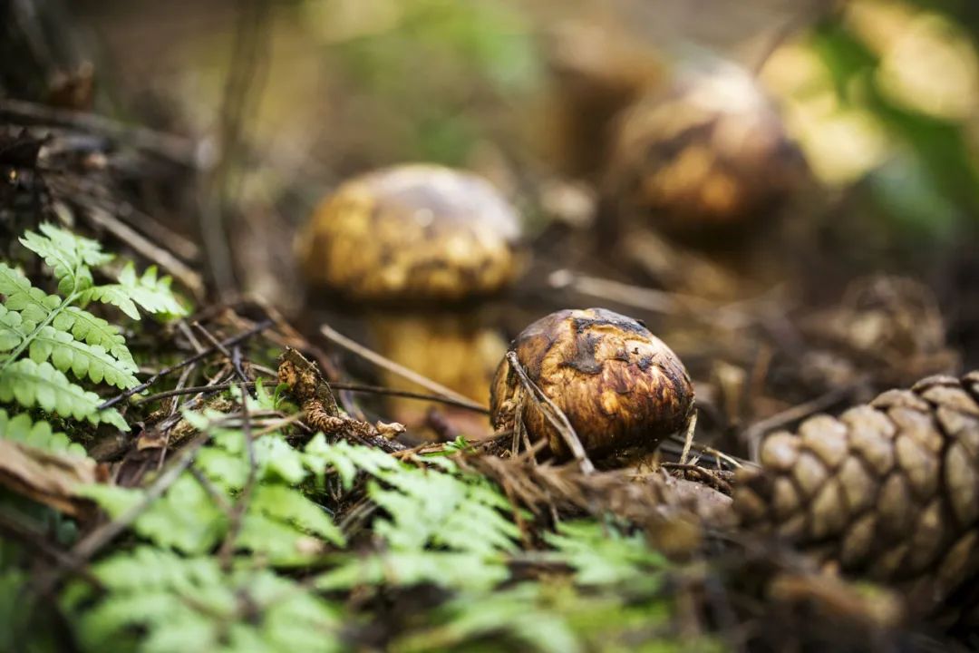 出口的松茸大部分来自以云南为代表的西南地区,少量来自东北地区