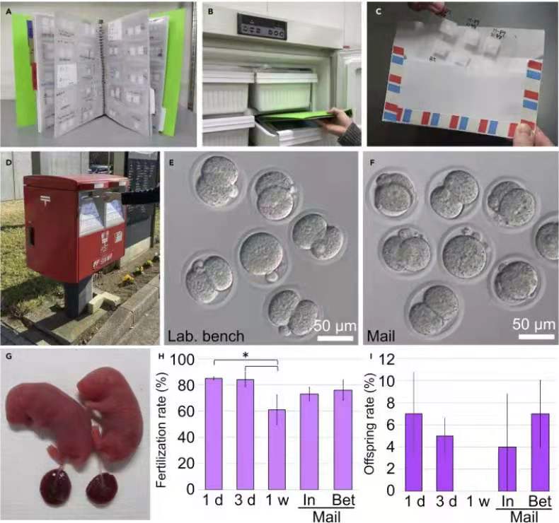 科学|用明信片将小鼠精子“送上天”，并有望实现常温保存，这群科学家有创意