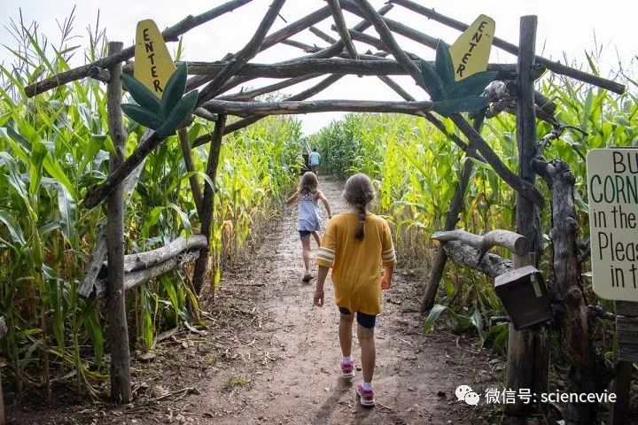 玉米地|为了赚更多钱，美国农民把玉米地变成了迷宫