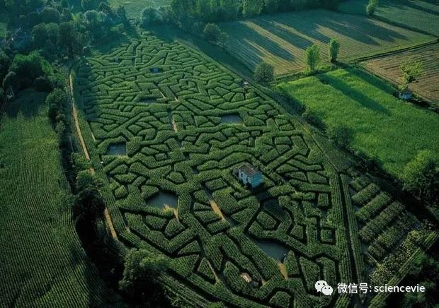 玉米地|为了赚更多钱，美国农民把玉米地变成了迷宫