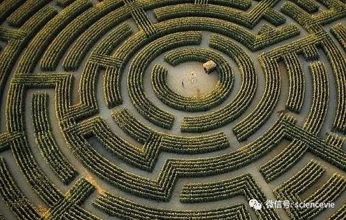 玉米地|为了赚更多钱，美国农民把玉米地变成了迷宫