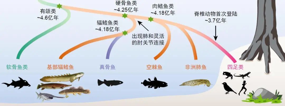 脊椎动物崛起目标征服陆地泥盆纪