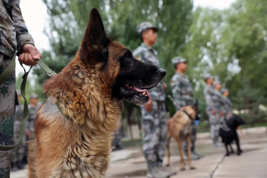有编制的军犬正式入列