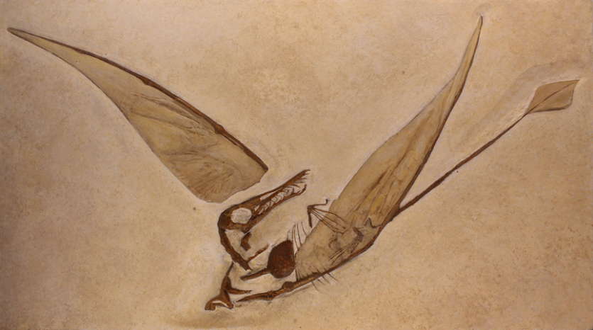 翼龙|古生物的死法很多，今天就来讲讲噎死的
