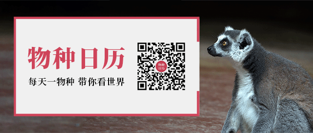 翼龙|古生物的死法很多,今天就来讲讲噎死的