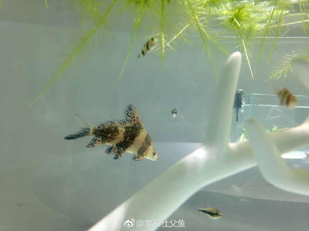 胭脂鱼|胭脂鱼的红，是什么色号的红？