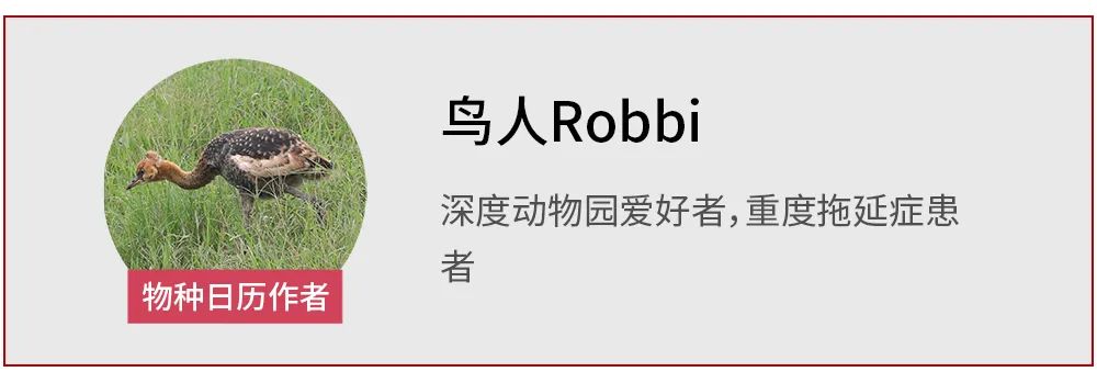 黄胸鹀|被吃到极危的黄胸鹀，还有继续生存的机会吗？