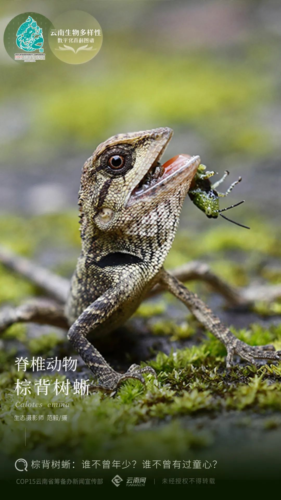 生物多样性|【云南生物多样性数字化百科图谱】脊椎动物·棕背树蜥：谁不曾年少？谁不曾有过童心